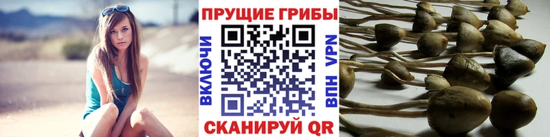 Купить где  Клинцы  Псилоцибиновые грибы Psilocybe 
